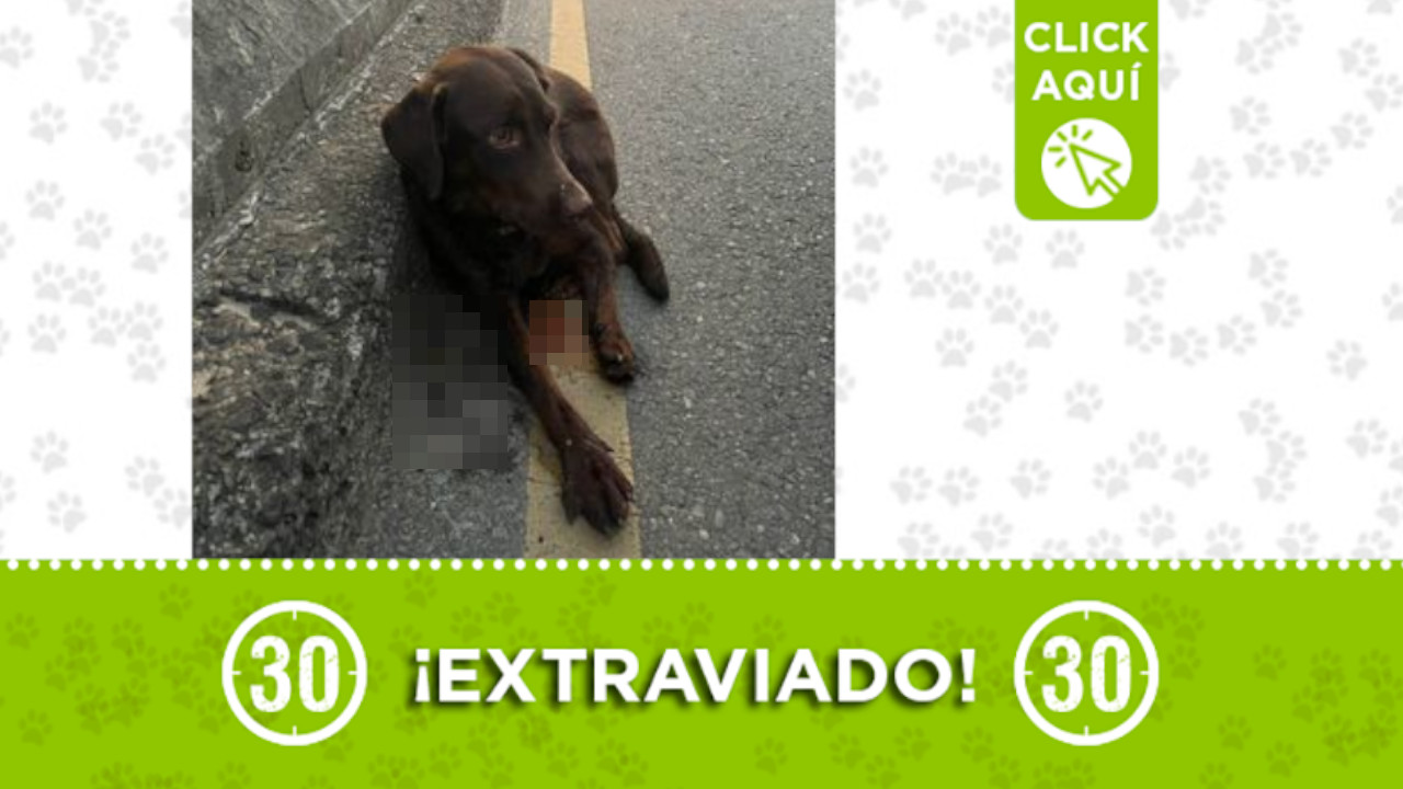 Este perrito fue atropellado por Caribe, buscan a su familia