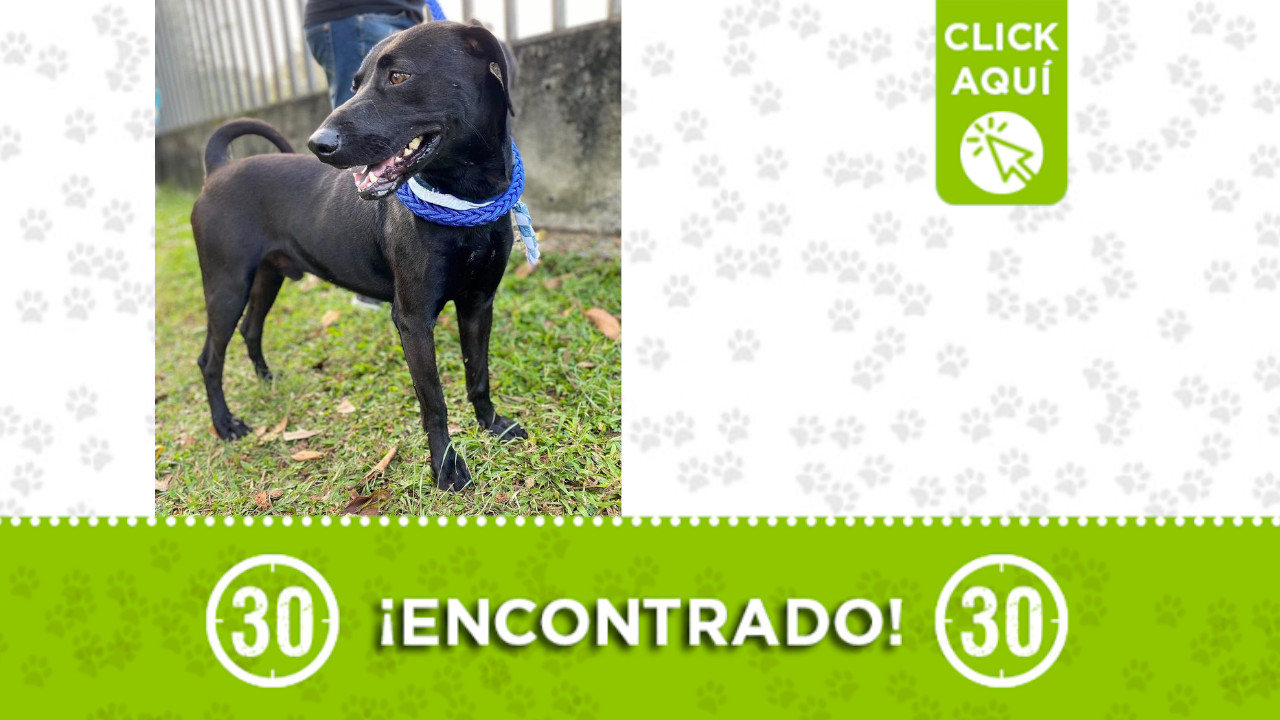 Este perrito fue encontrado desorientado por La 70, casi lo atropellan