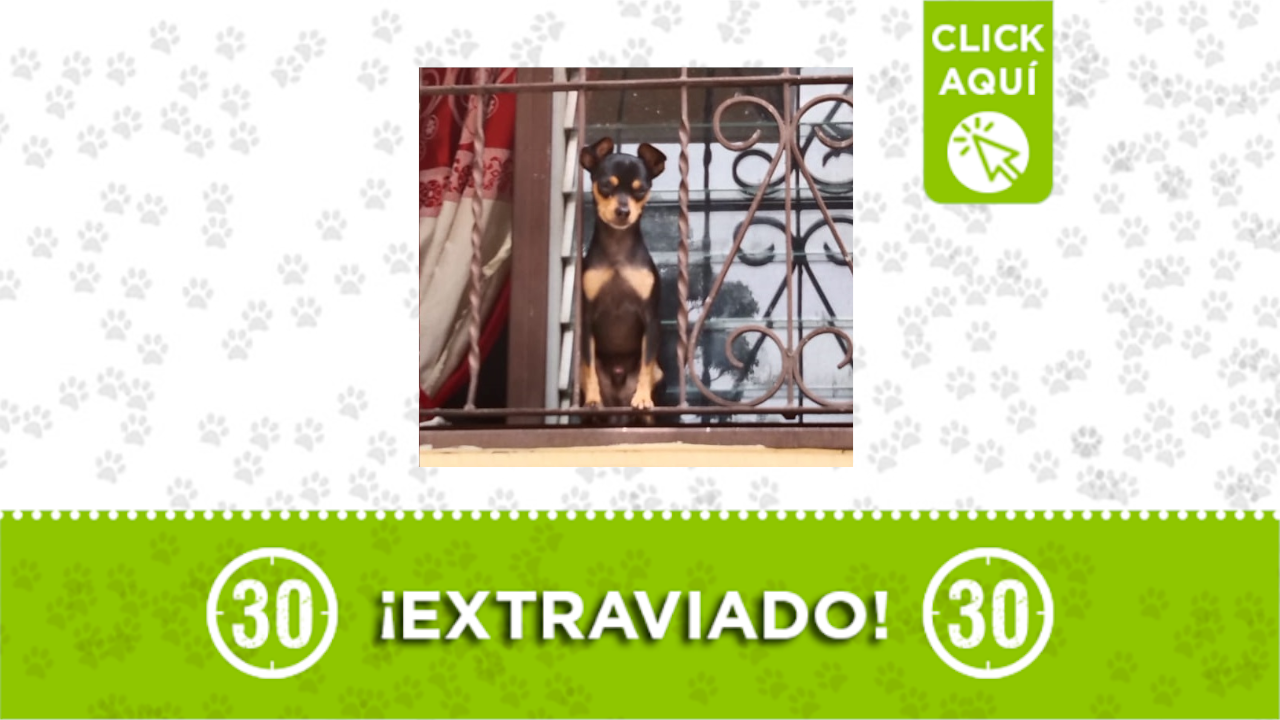chiquitin