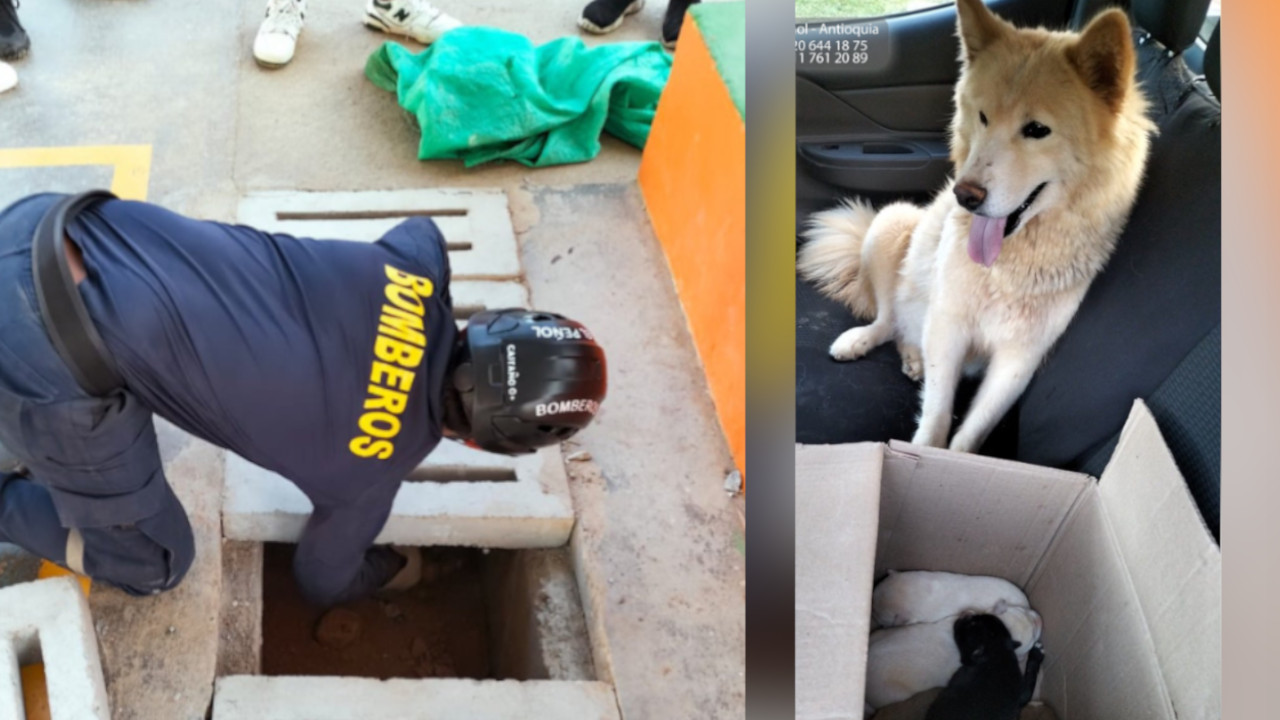 [FOTOS] ¡Qué bonito! Bomberos de El Peñol rescatan a una perrita y sus seis cachorros