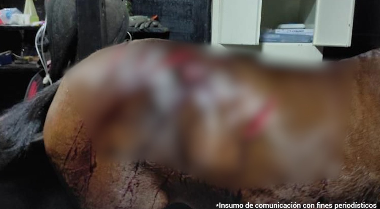 Yegua fue apuñalada 14 veces en un criadero de Cundinamarca