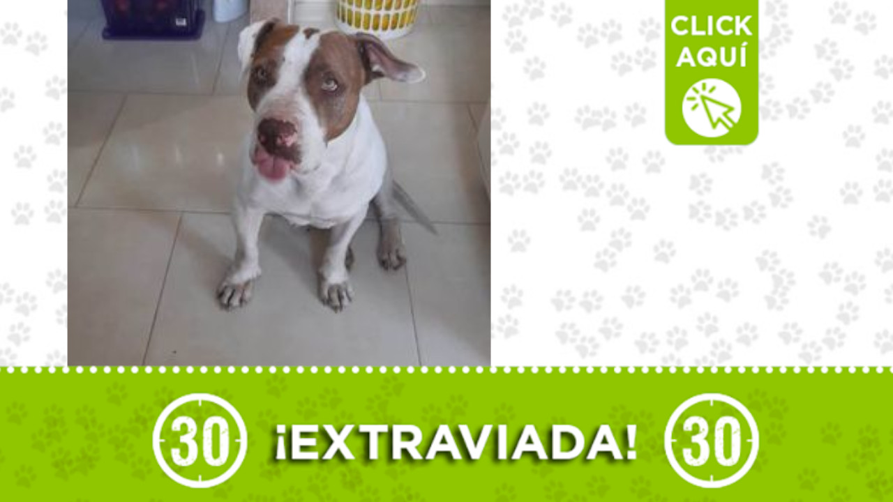 'Kiara' se extravió cerca a la estación Madera ¿la ha visto?