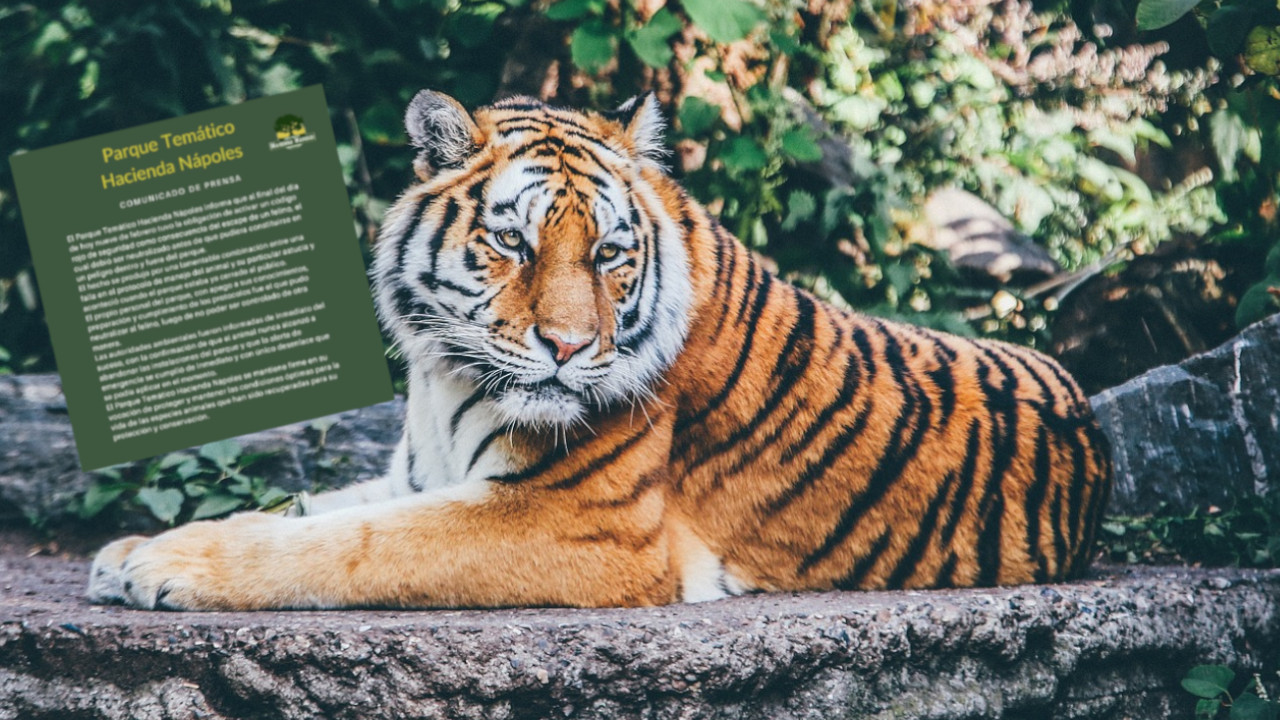 En la Hacienda Nápoles mataron un tigre