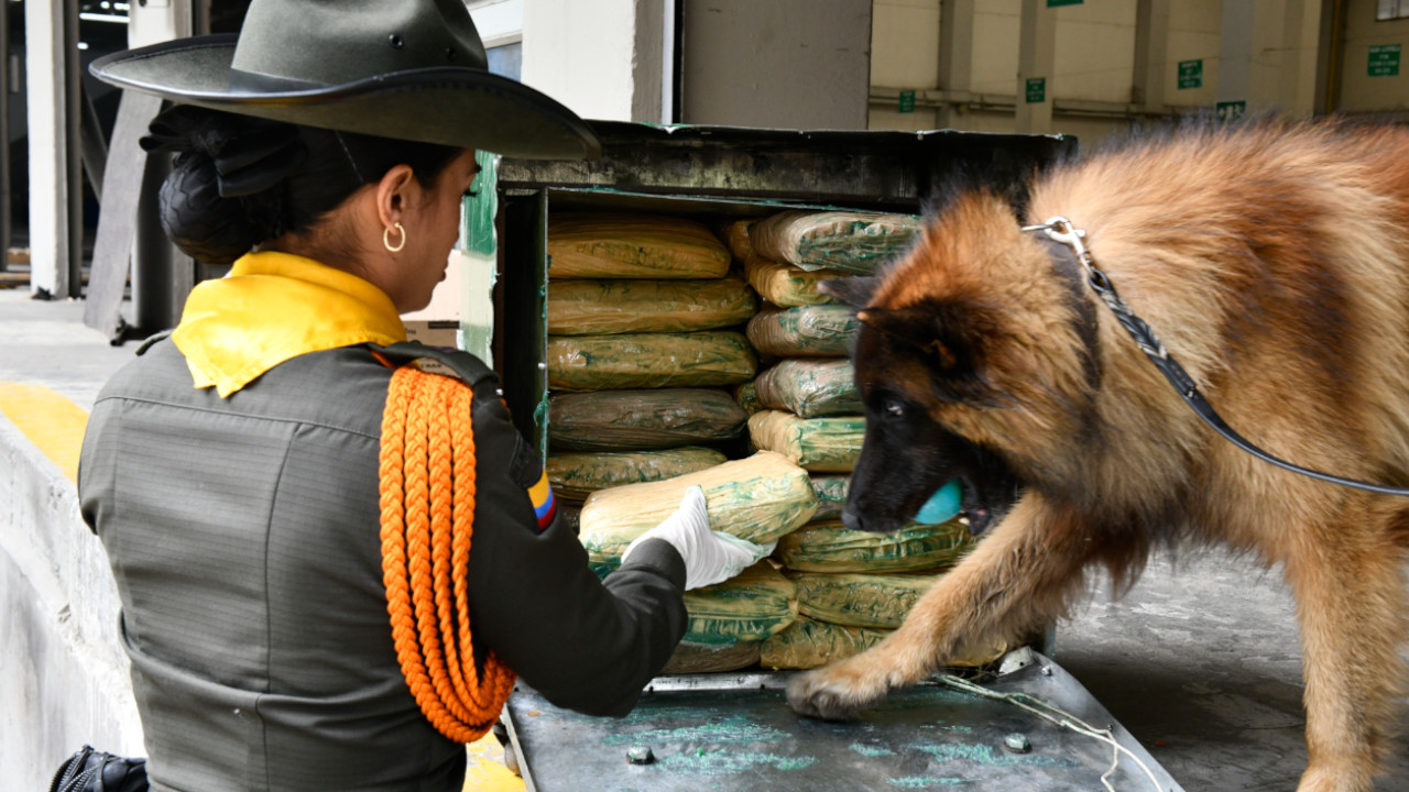 [VIDEO] Perrito policía descubrió todos estos paquetes de marihuana en una empresa de envíos en Sabaneta