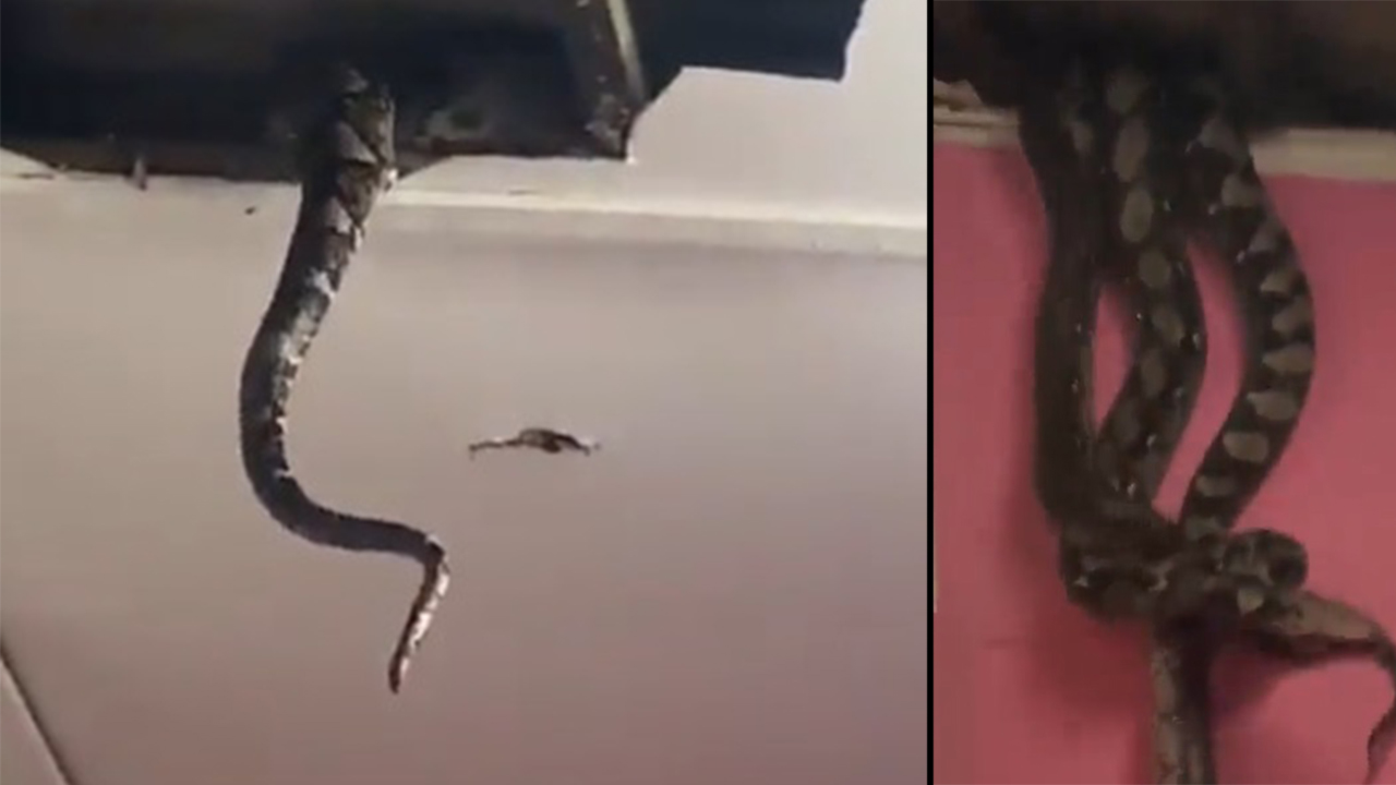 [VIDEO] ¡Qué doble susto! Encontraron nido de pitones gigantes en el