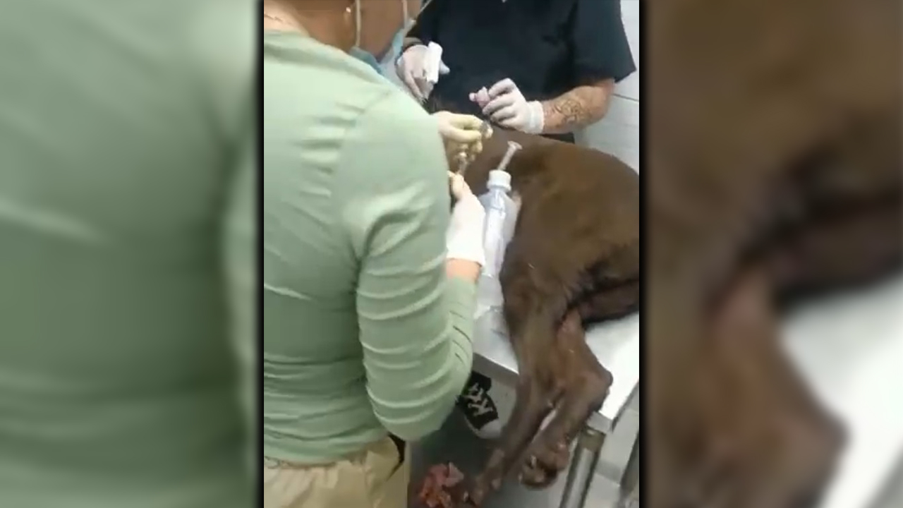[VIDEOS] Murió el perrito que despellejaron y le dieron machetazos en Barbosa