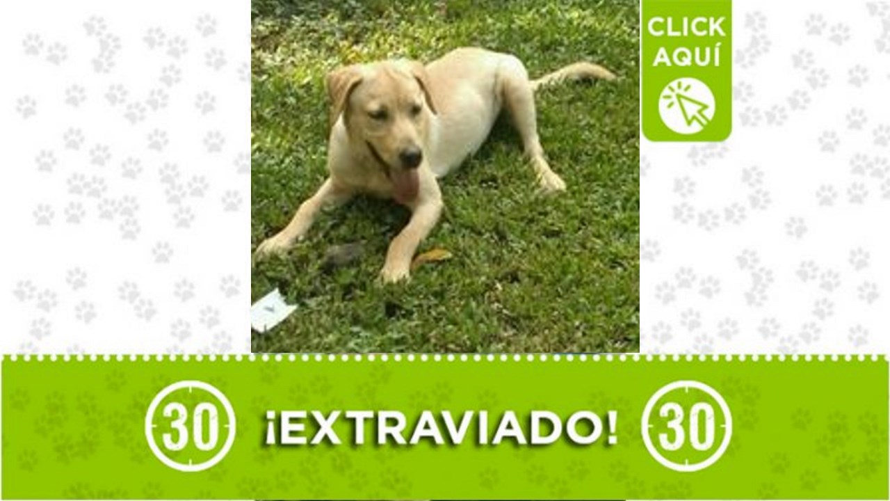 bruno perdido