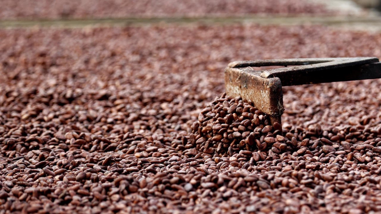 La producción del cacao en Colombia se disminuyó un 10 % en 2022
