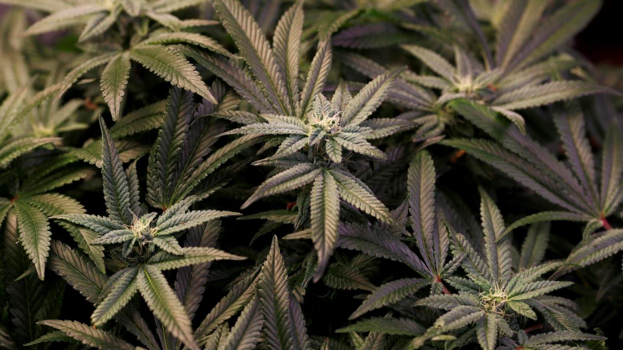 El Parlamento español rechaza una legalización integral del cannabis