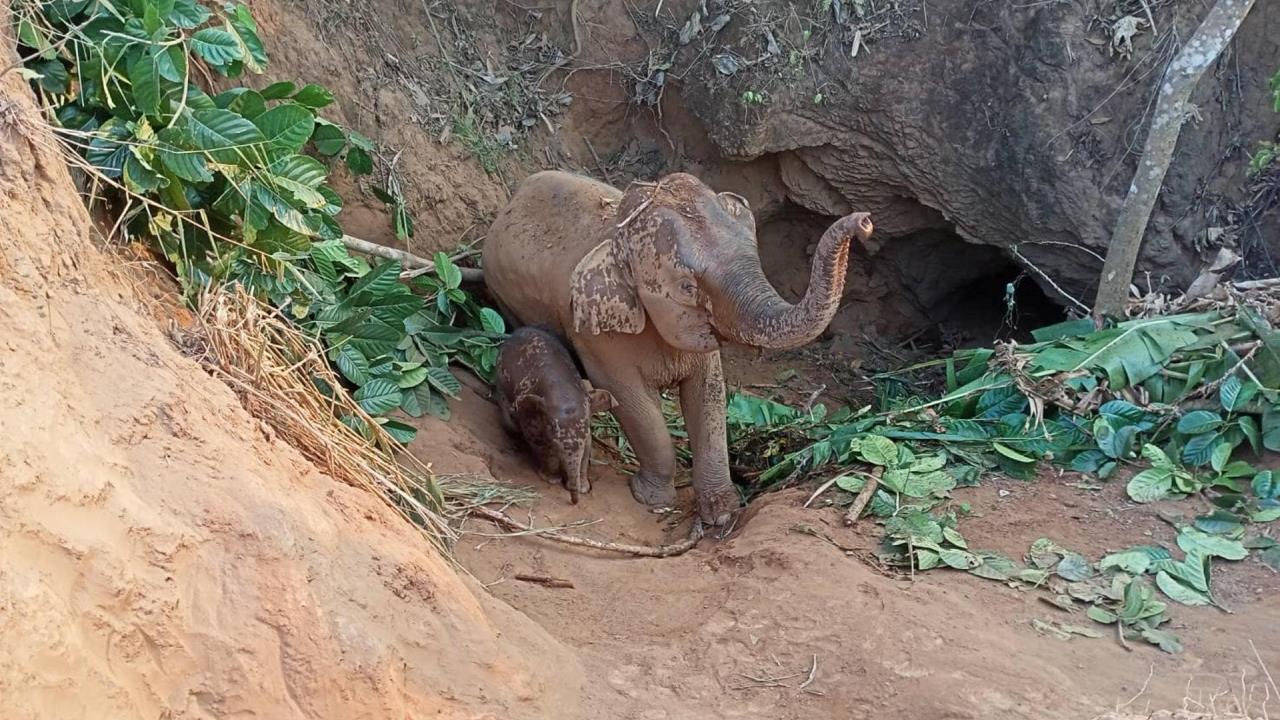 Salvan a una elefanta y su cría tras caer en un hoyo de 5 metros en Tailandia