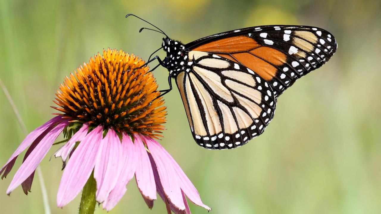 La población de mariposas monarca aumenta, pero no lo suficiente
