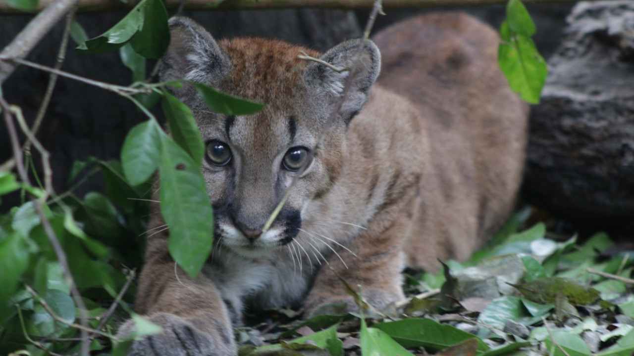 [FOTOS Y VIDEO] Puma rescatado en Antioquia fue trasladado a un bioparque en Cundinamarca