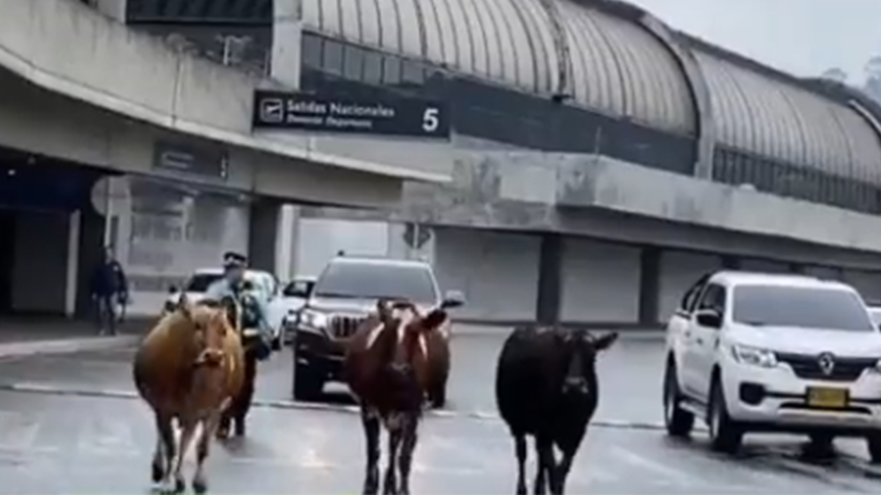 ¡Como vacas por su casa! tres bovinos se pasearon por el aeropuerto de Rionegro