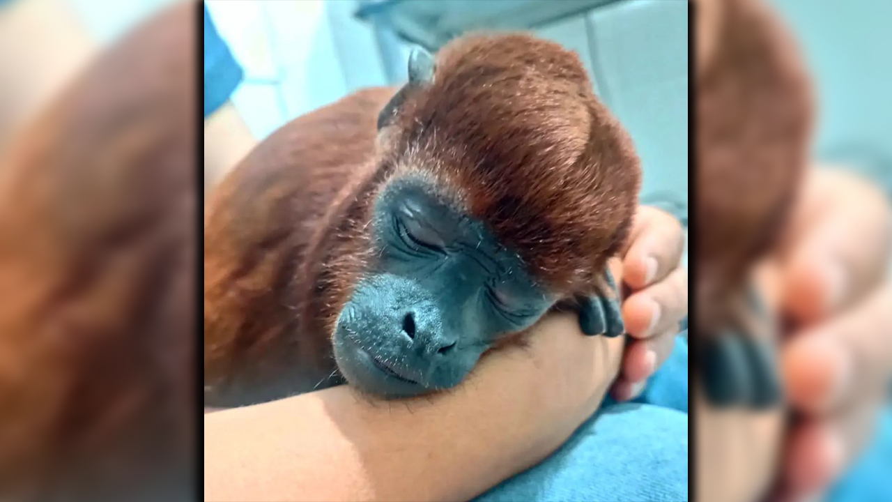 ¡Doloroso! Murió un mono aullador en Caldas, fue dejado maltratado en una veterinaria