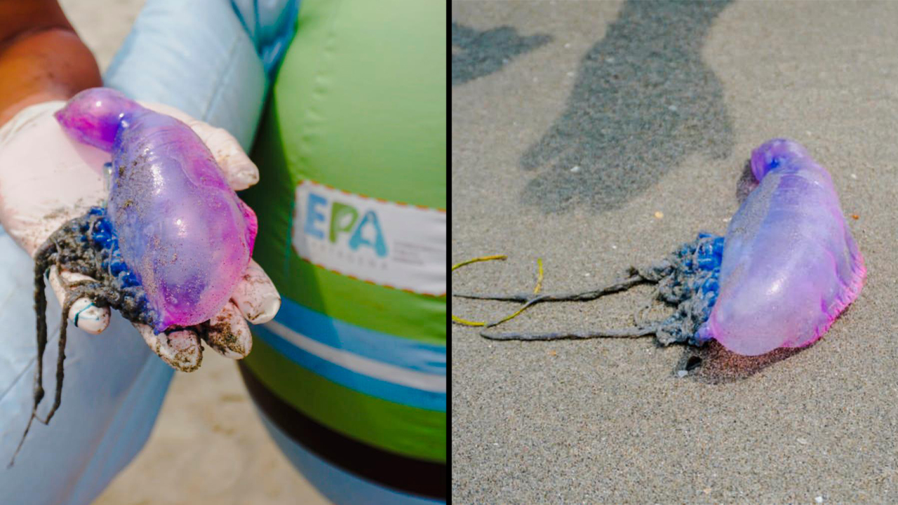 Alerta para bañistas en San Andrés: Llega la peligrosa "Agua mala"