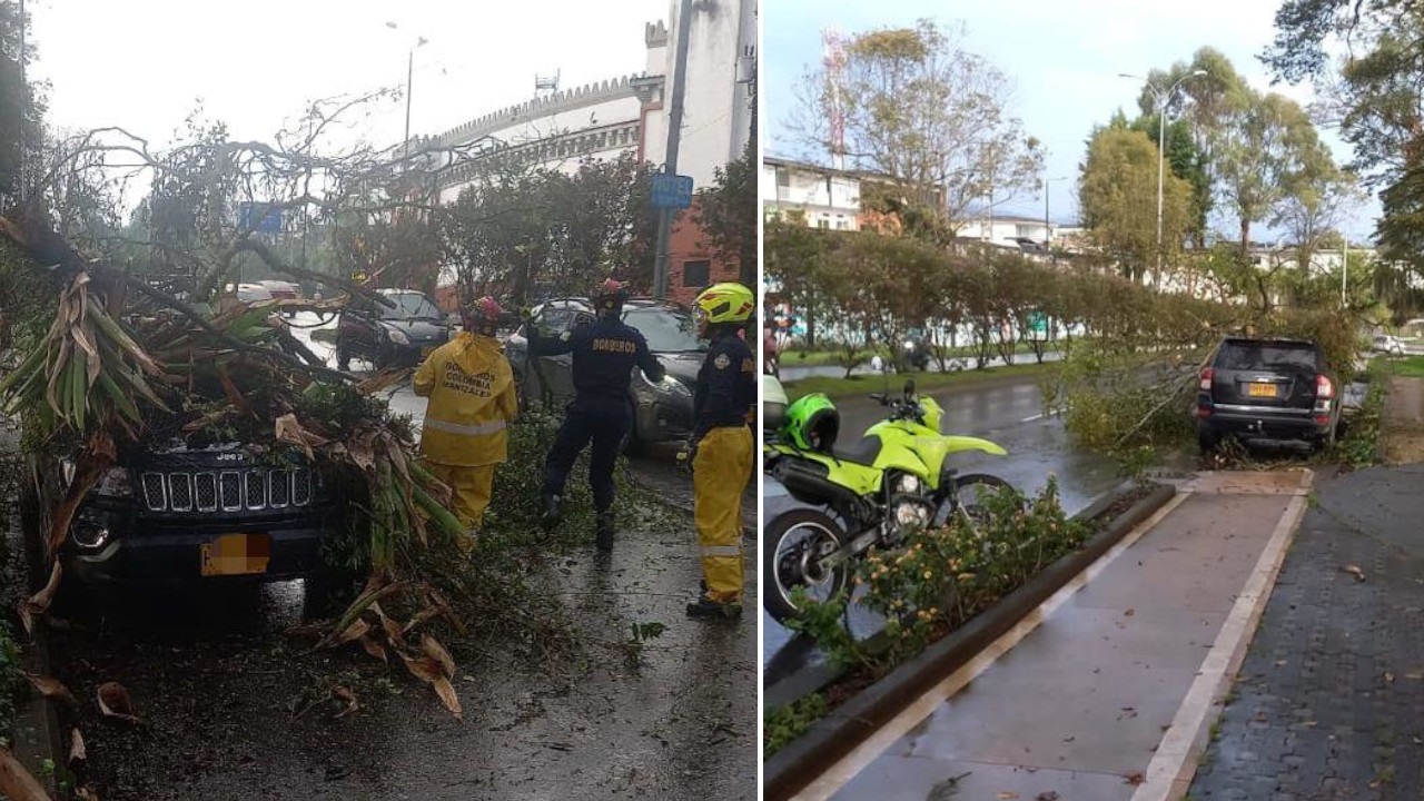 En Manizales un árbol cayó sobre un carro