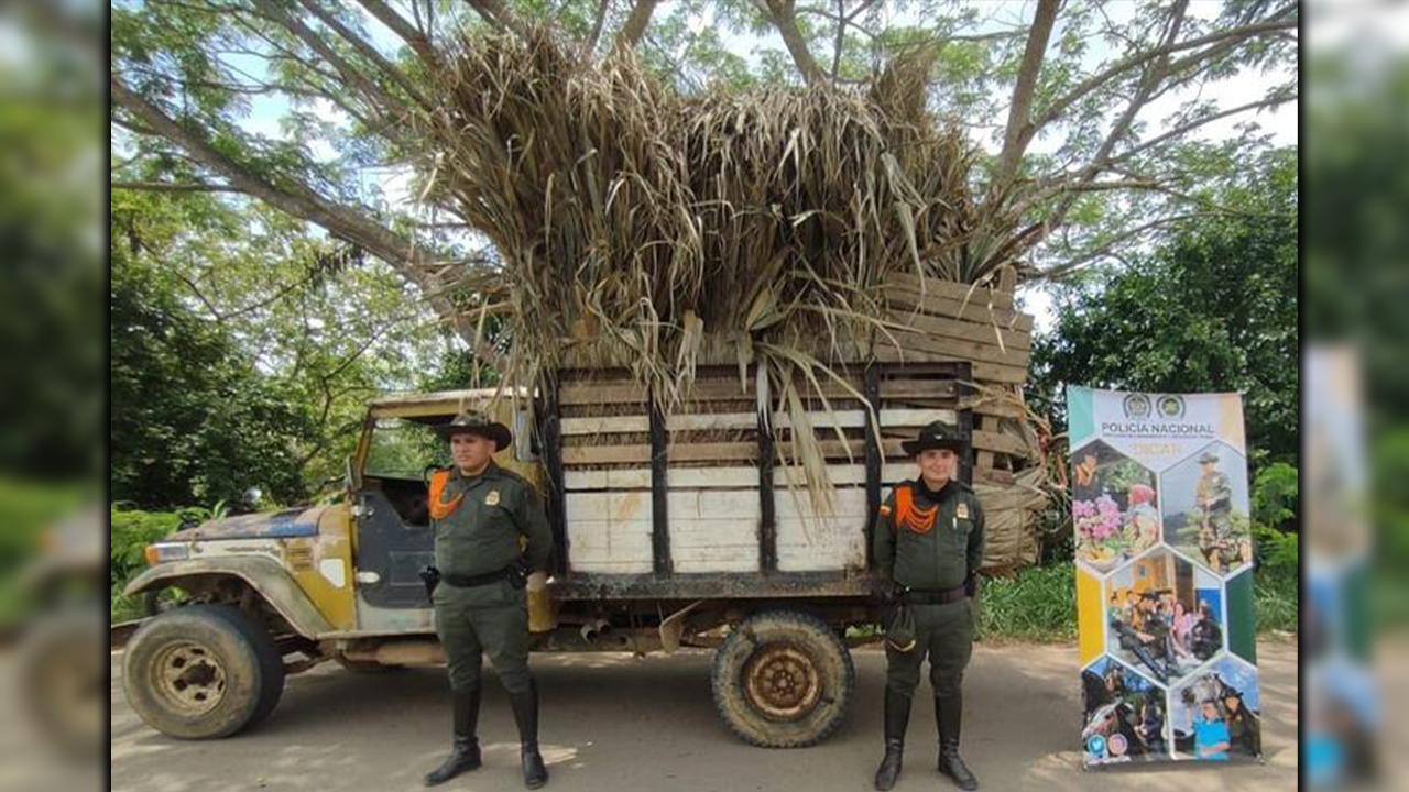 Carabineros incautaron un viaje de palma amarga en El Carmen de Bolívar