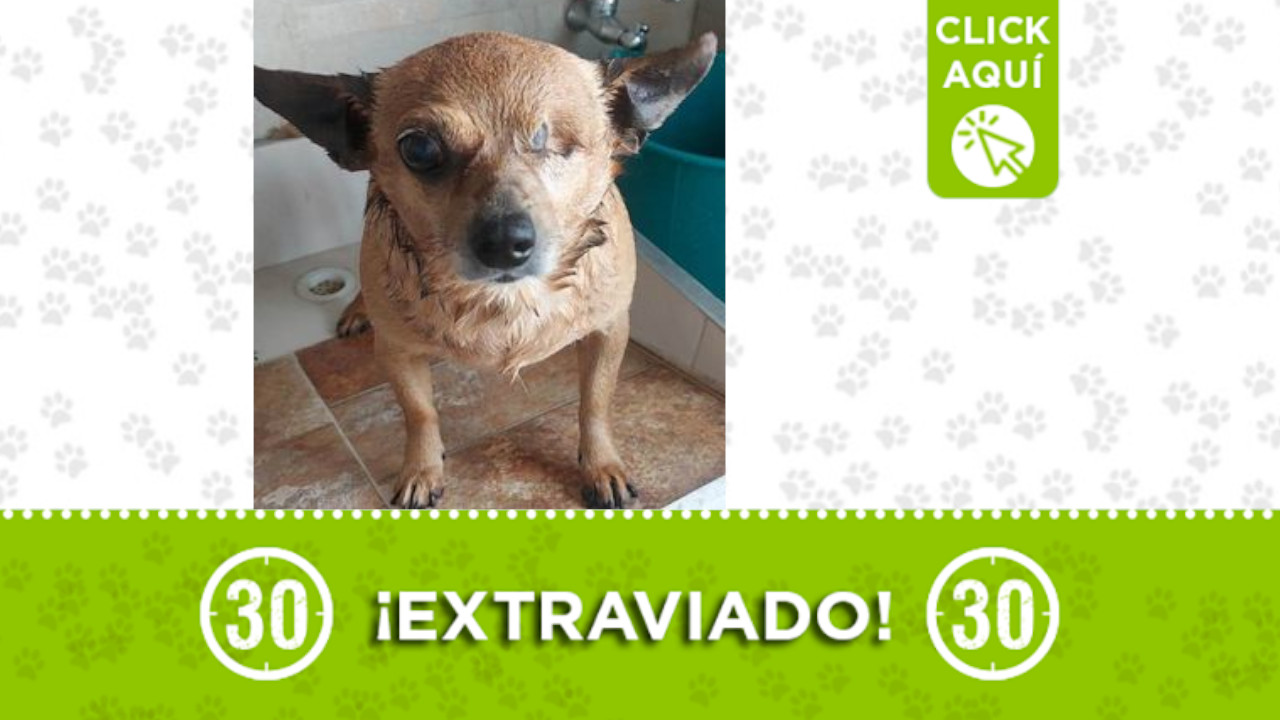 "Chocolatín", se extravió en El Chagualo