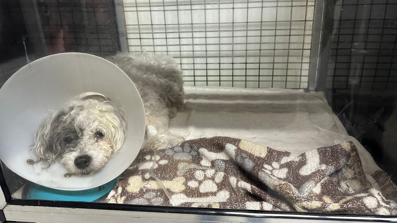 Cornare se hizo responsable de perrito atropellado en Sonsón