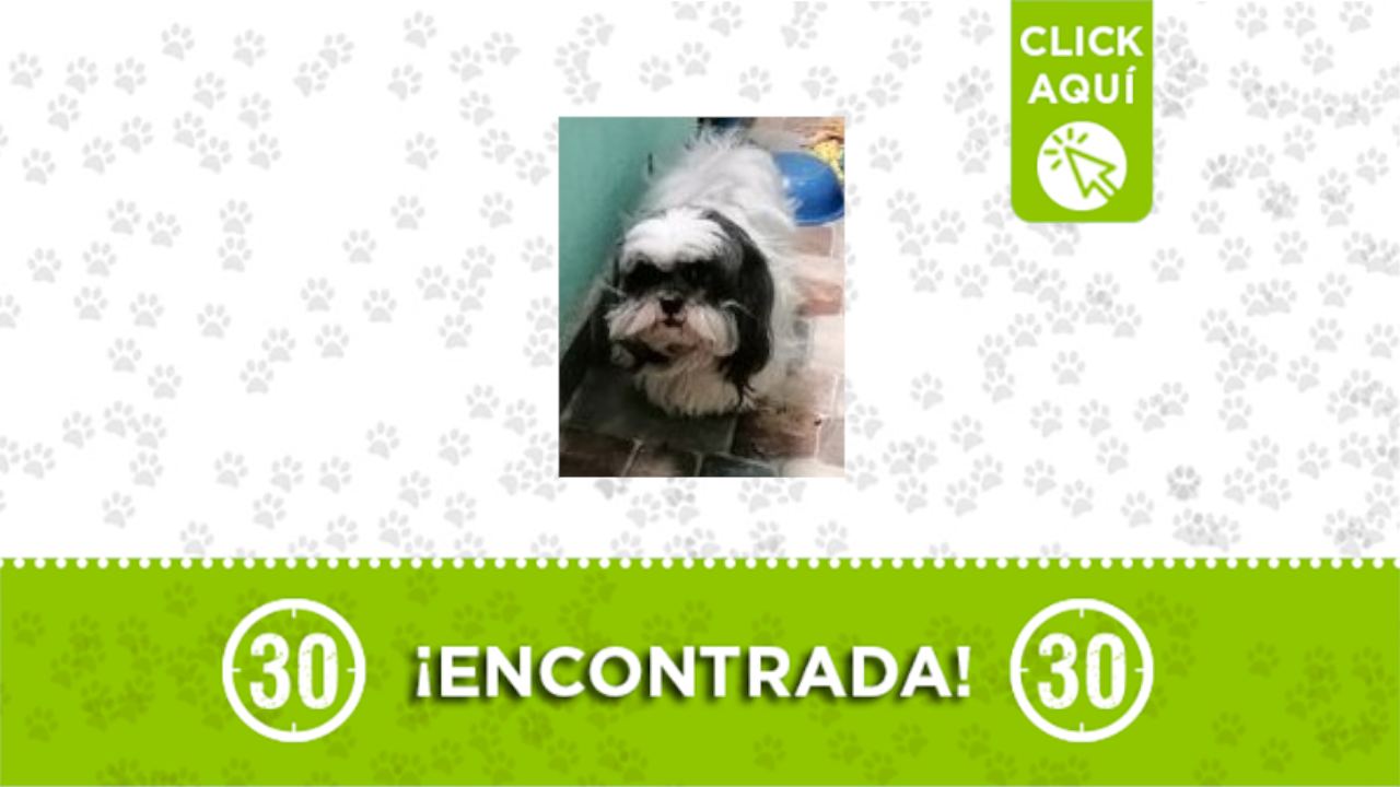 perrita