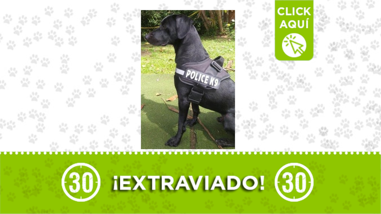 perrito