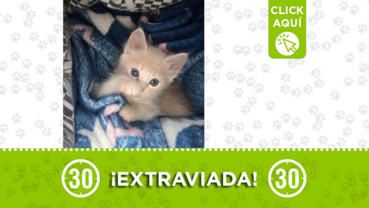 'Gota', se extravió en Buenos Aires, ¡comparte!