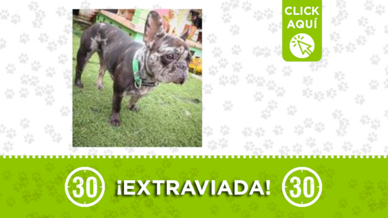 'Molly' se extravió en San Antonio de Prado ¿la ha visto?