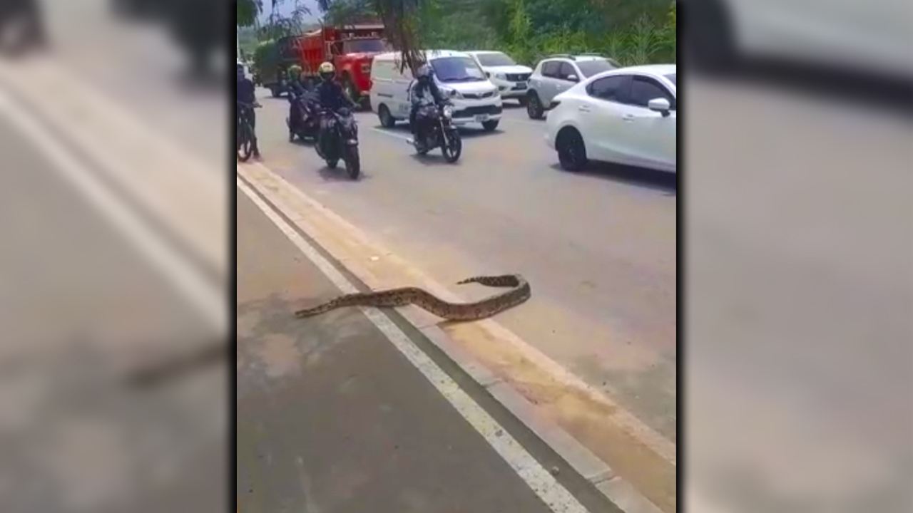 [VIDEO] ¡Qué susto tan berraco! Una boa en plena avenida Regional