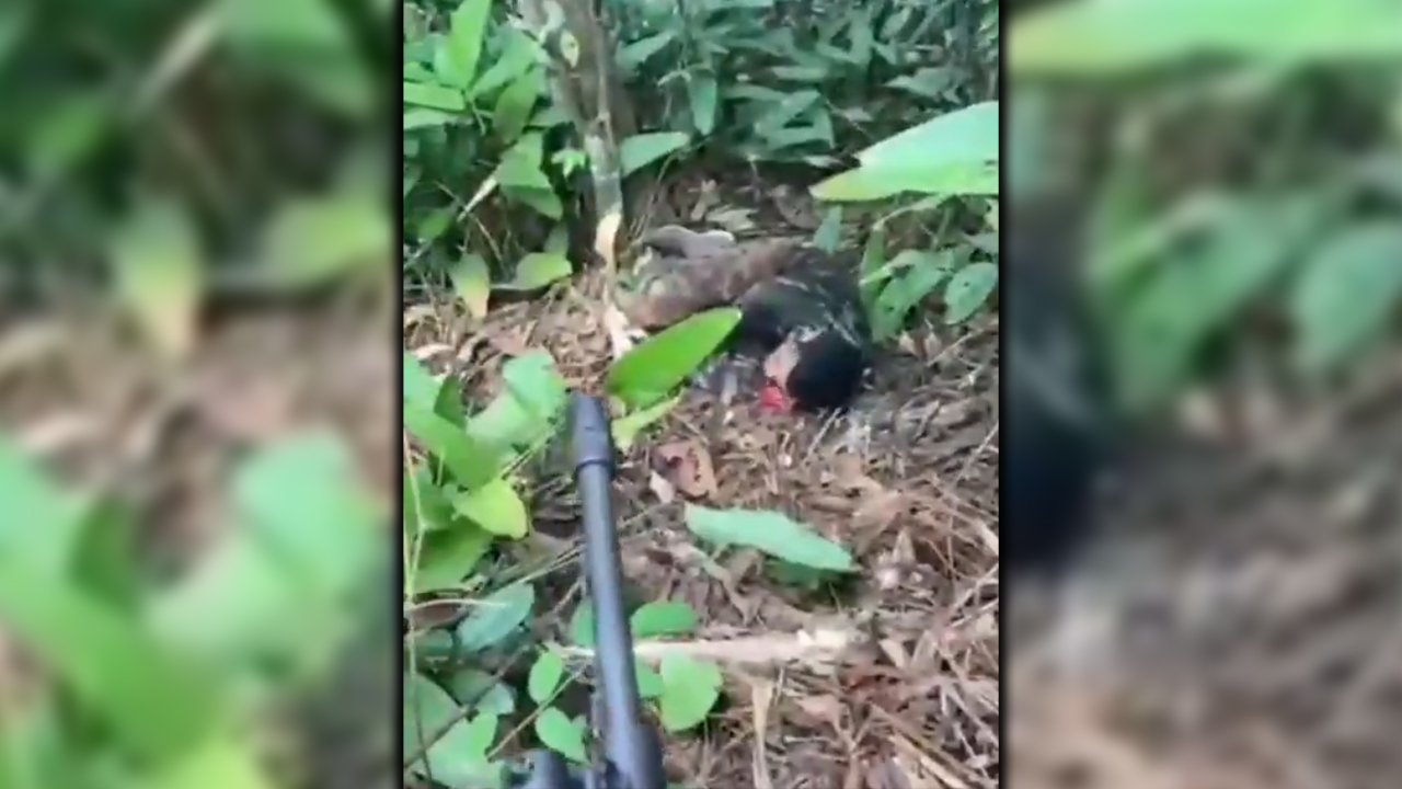 [VIDEO] Lo que hicieron los soldados cuando se encontraron con un presunto cabecilla del 'Clan del Golfo'