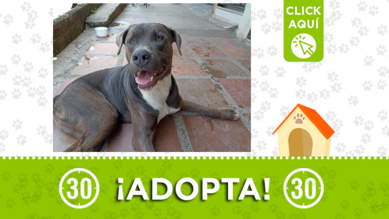 'Rocky', busca un hogar en el que le brinden mucho amor