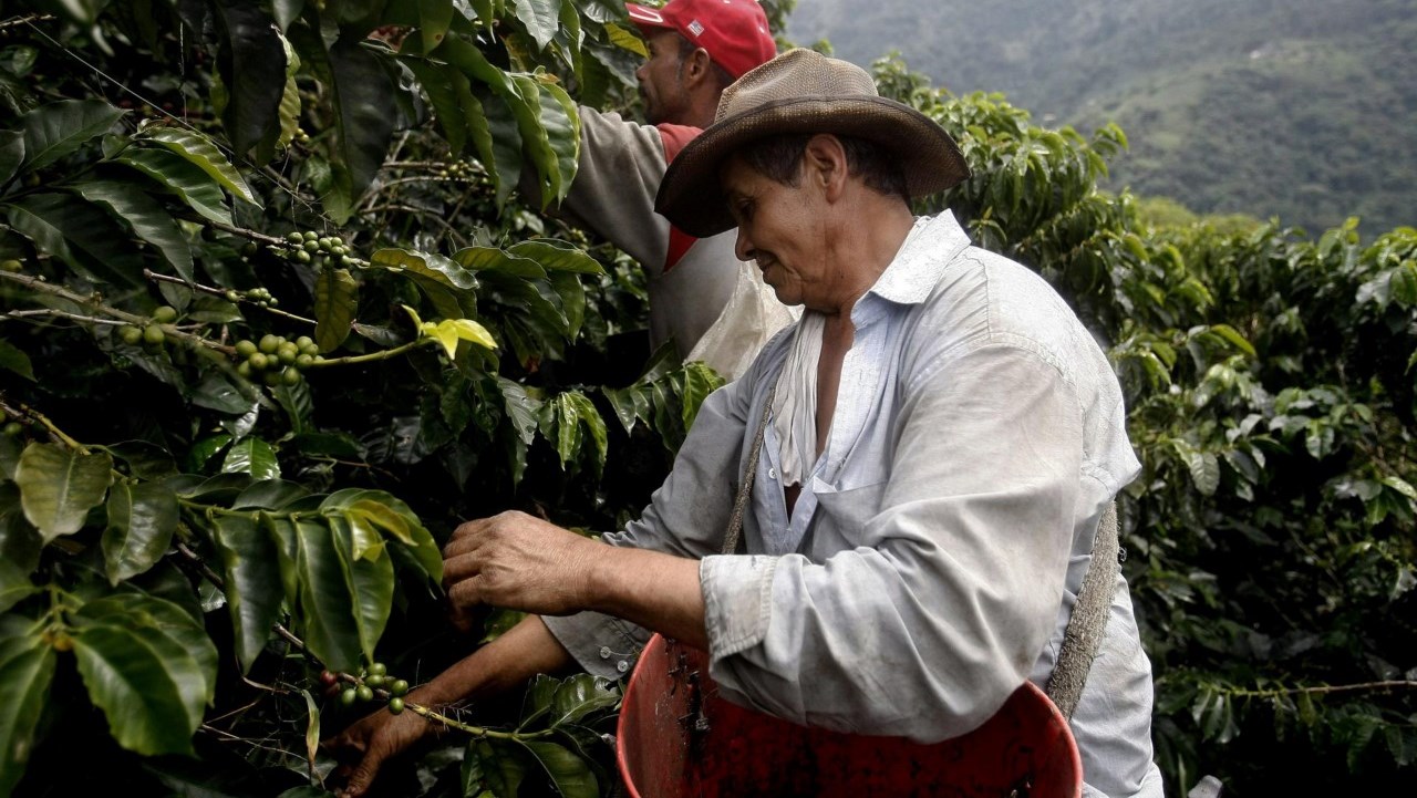 Colombia cierra en febrero con un aumento del 10 % en la producción de café
