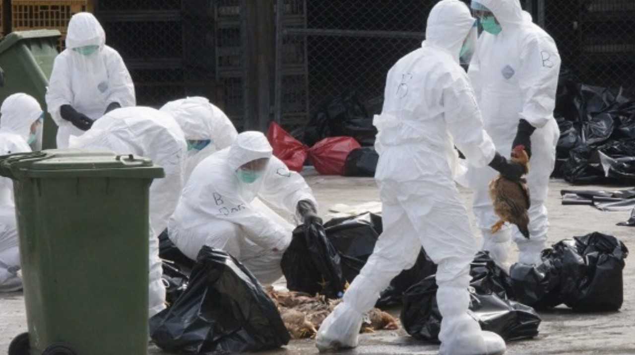 México registra primera muerte por gripe aviar H5N2México registra primera muerte por gripe aviar H5N2