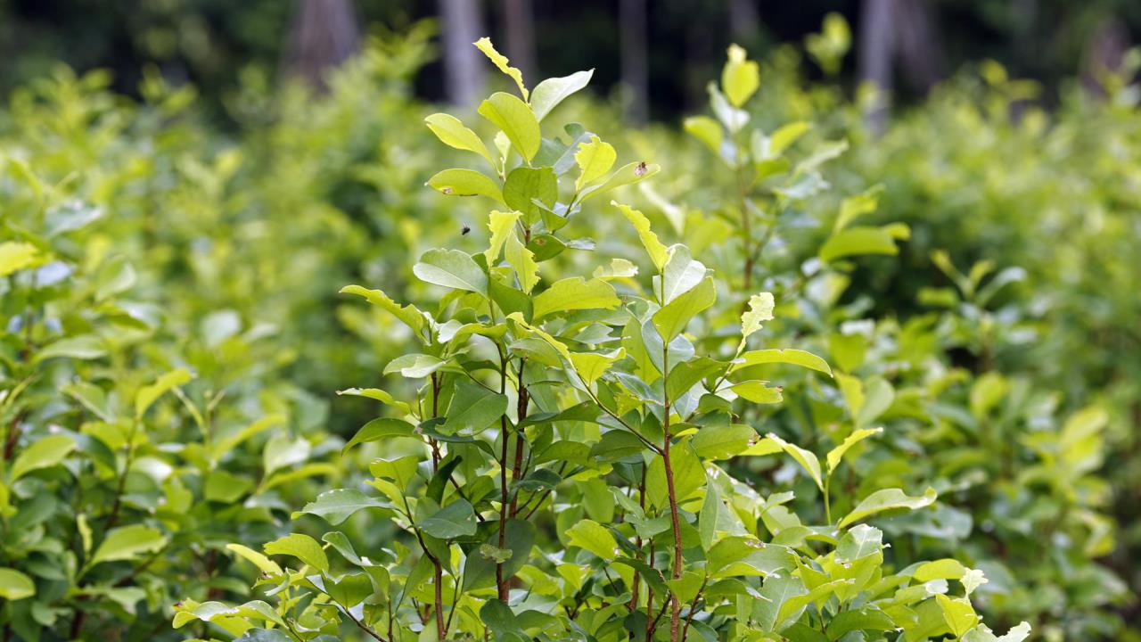 La revisión de la coca busca implicar más a la OMS en políticas de drogas