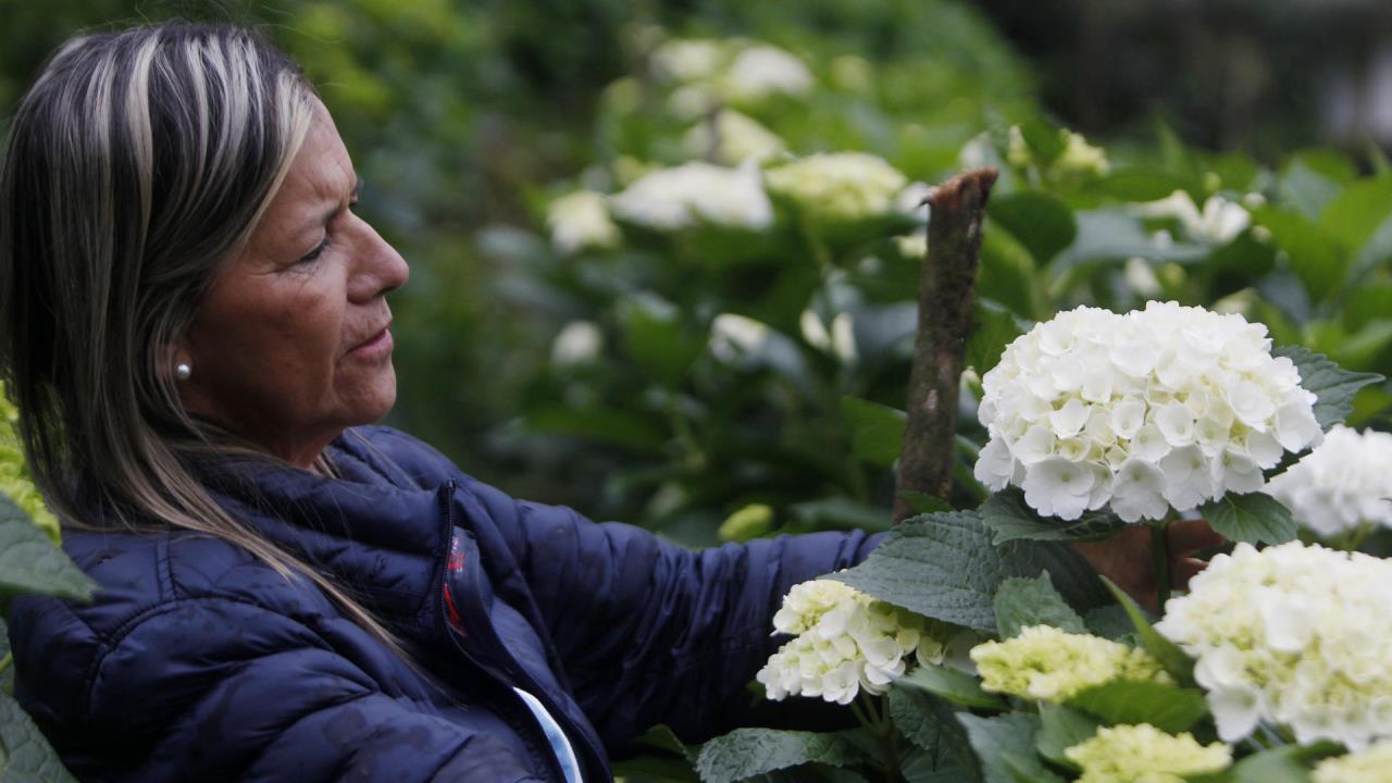 hortensias colombia
