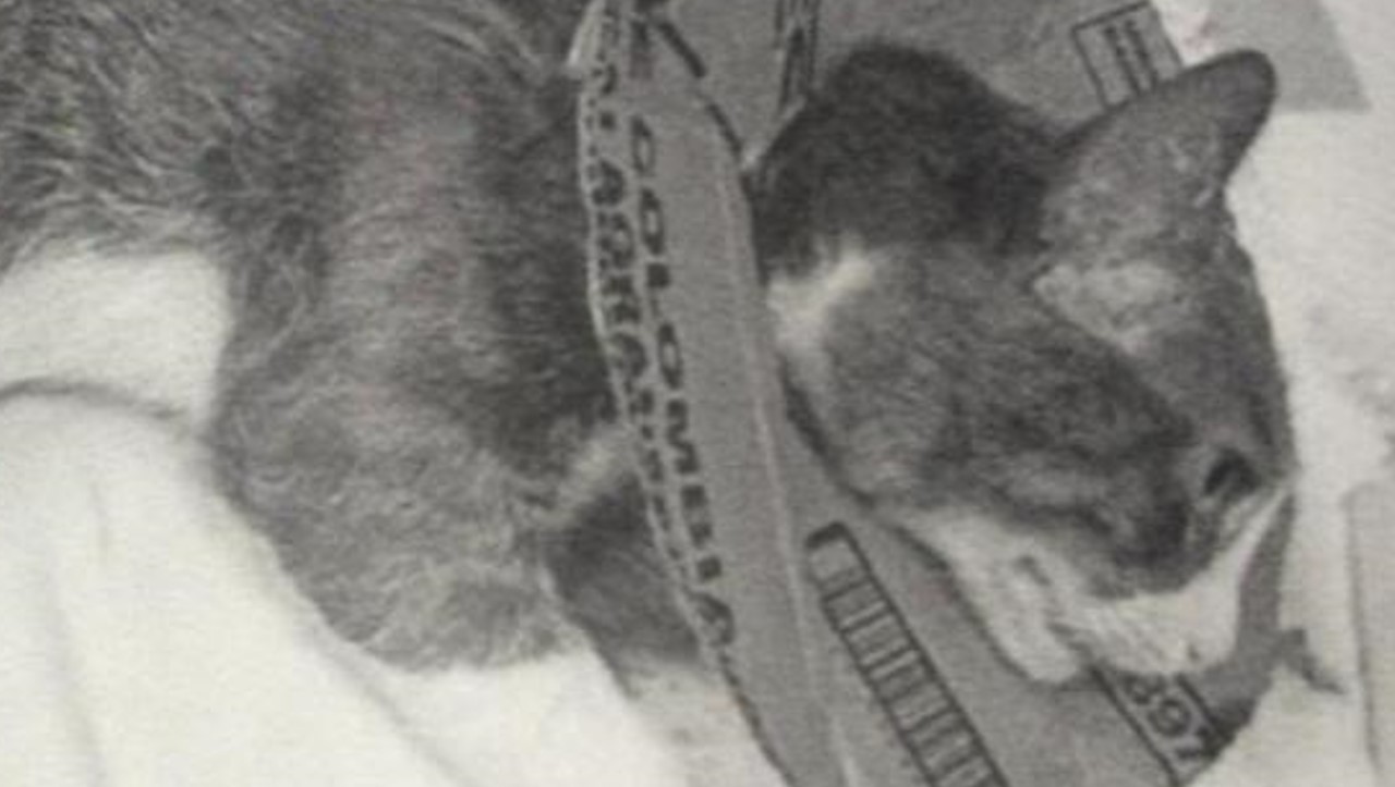 michi murió por culpa de un falso veterinario