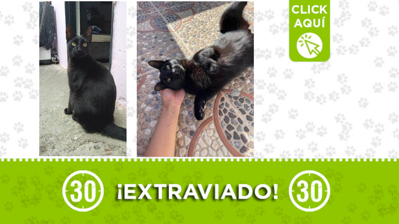 "Negro", se extravió en Las Palmas