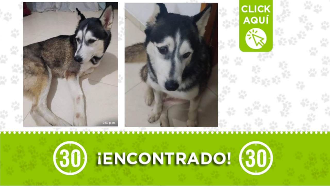 Este perrito fue encontrado en Buenos Aires ¿lo reconoce?
