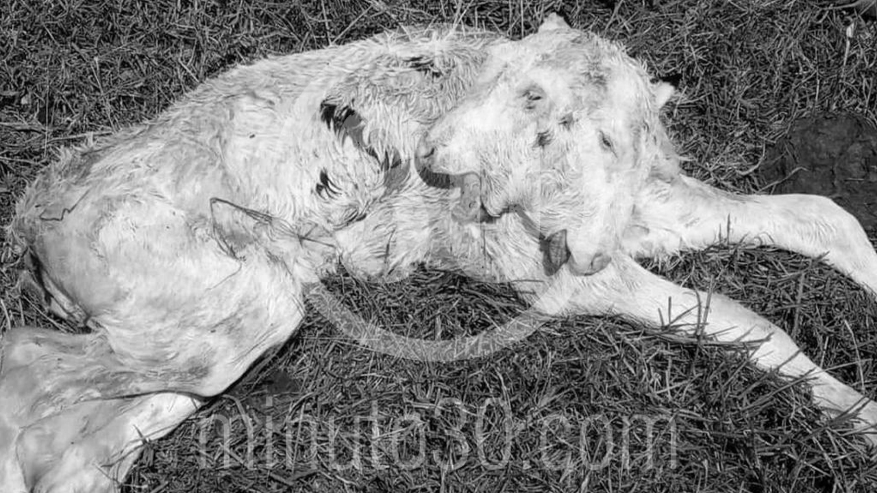 [FOTO] ¡Impactante! Nació un ternerito con dos cabezas en el oriente