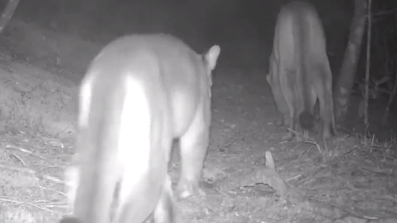 [VIDEO] ¡Hermosos! Fue grabada una pareja de pumas en un área protegida de Sabaneta