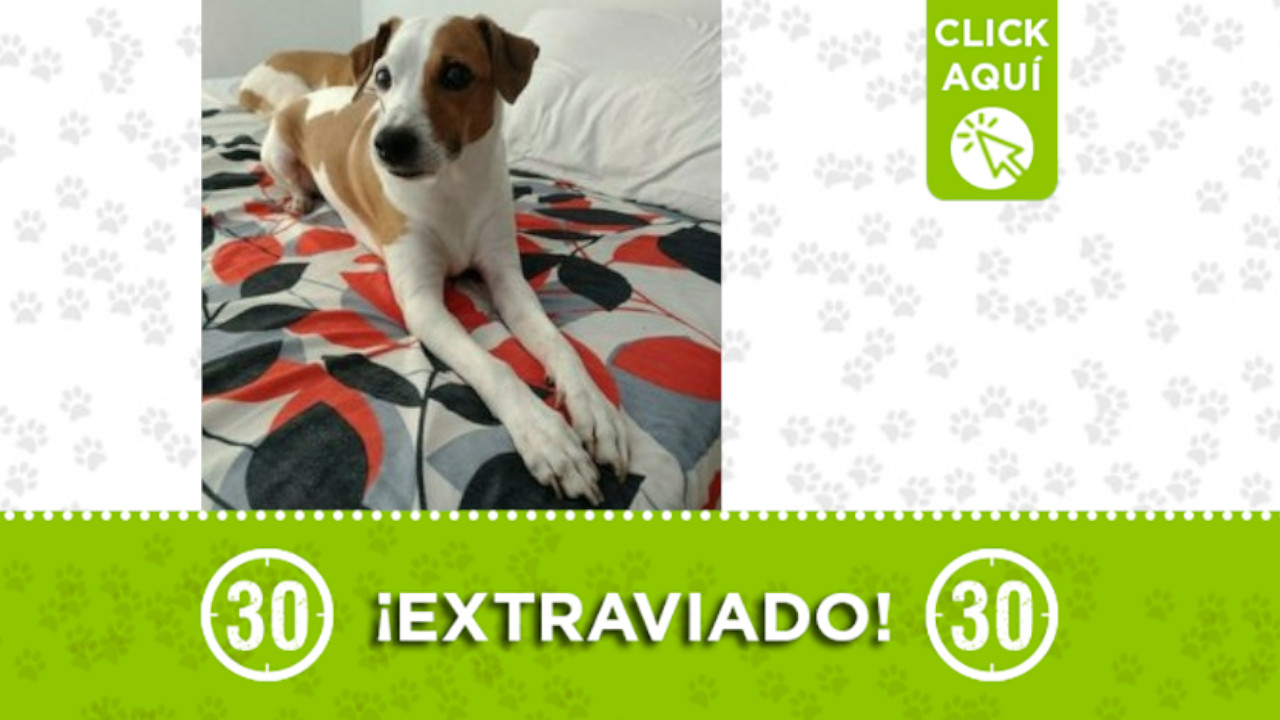 Buscan a 'Russo', se extravió en Bello