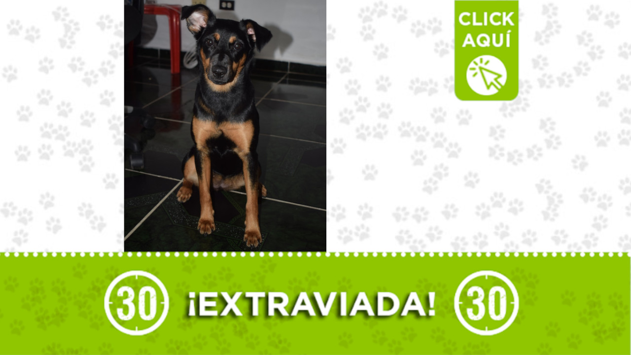 'Dalia' se extravió en Itagüí ¿la ha visto?