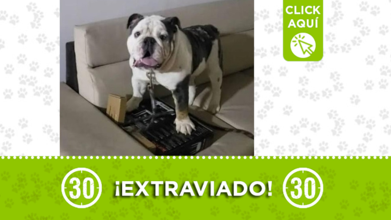 Buscan a este perrito en Venezuela, responde al nombre 'Dante'