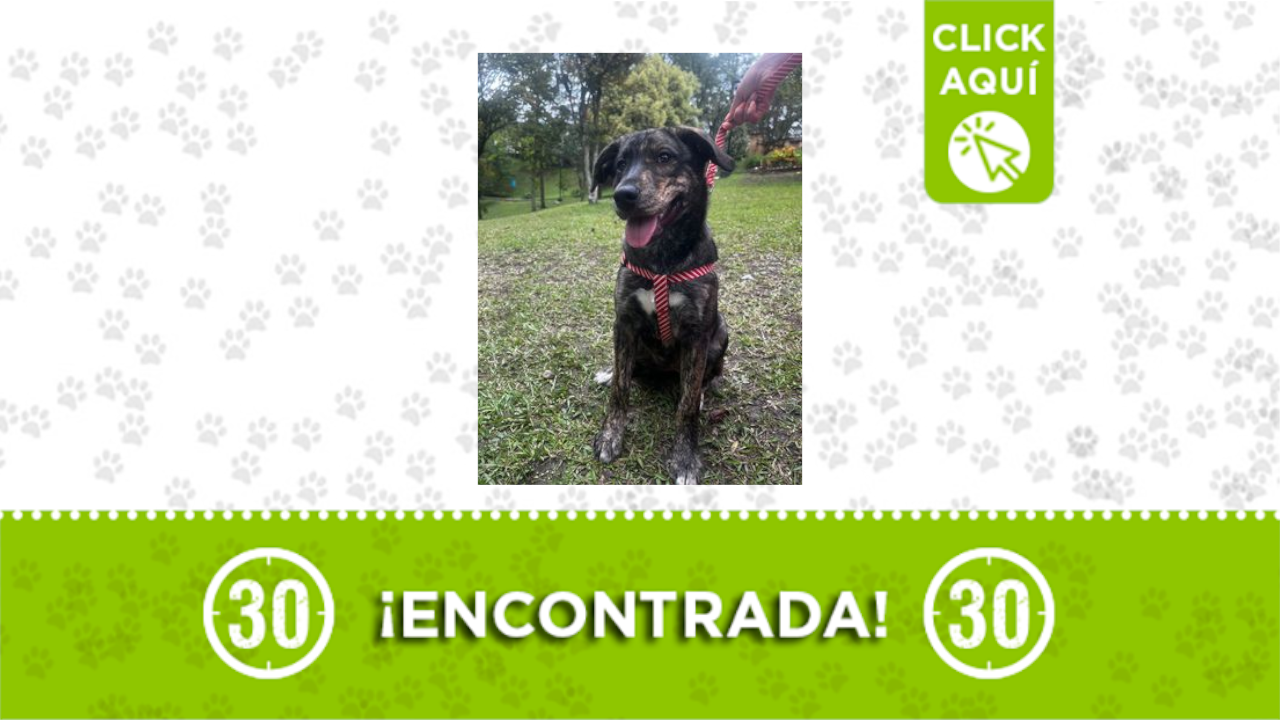 Perrita encontrada