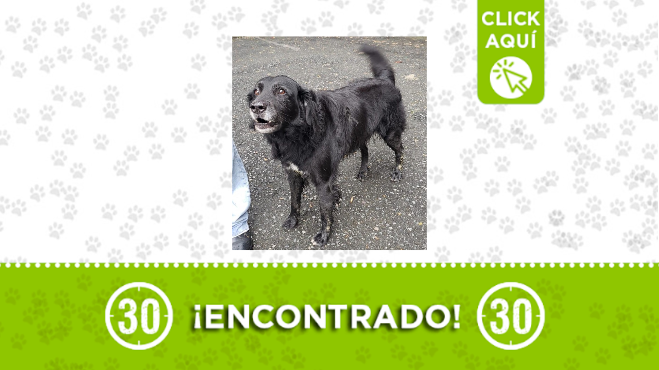 Perrito encontrado