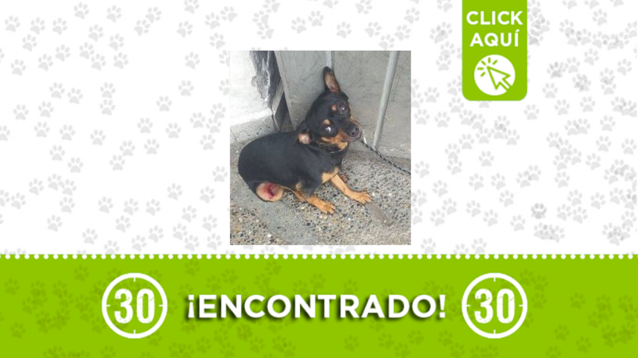 perrito encontrado