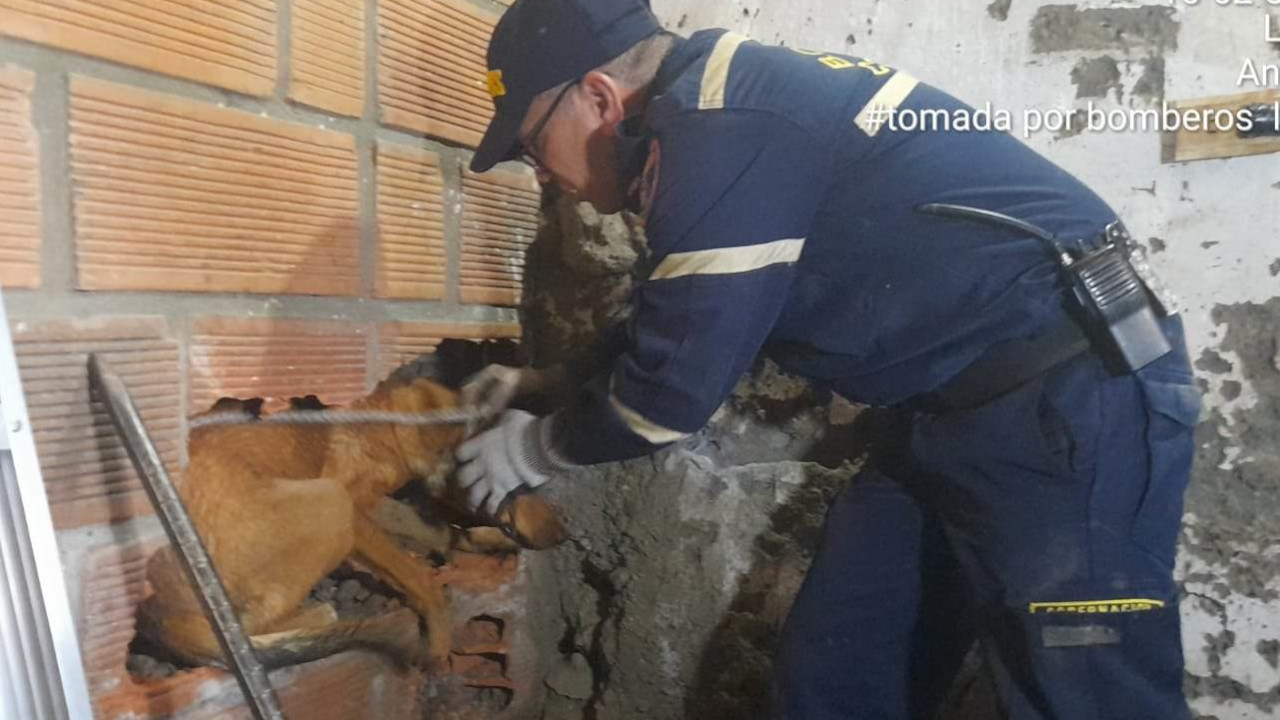 [FOTOS] Bomberos de Liborina dañaron una pared para salvarle la vida a un perrito
