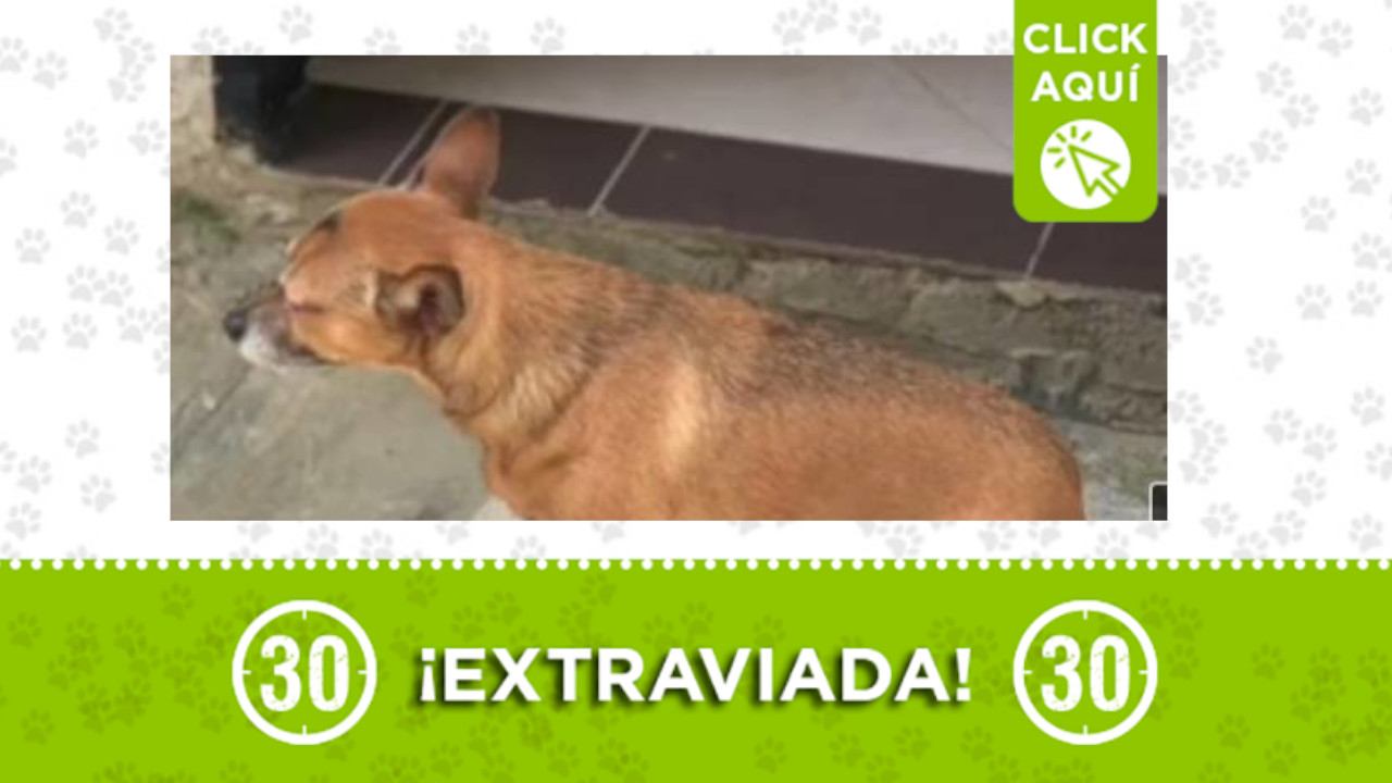 Buscan a 'Linda' en el barrio Los Girasoles ¿lo ha visto?