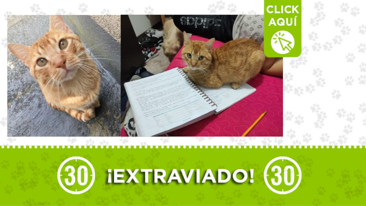 'Max' se extravió en Enciso ¿lo ha visto?