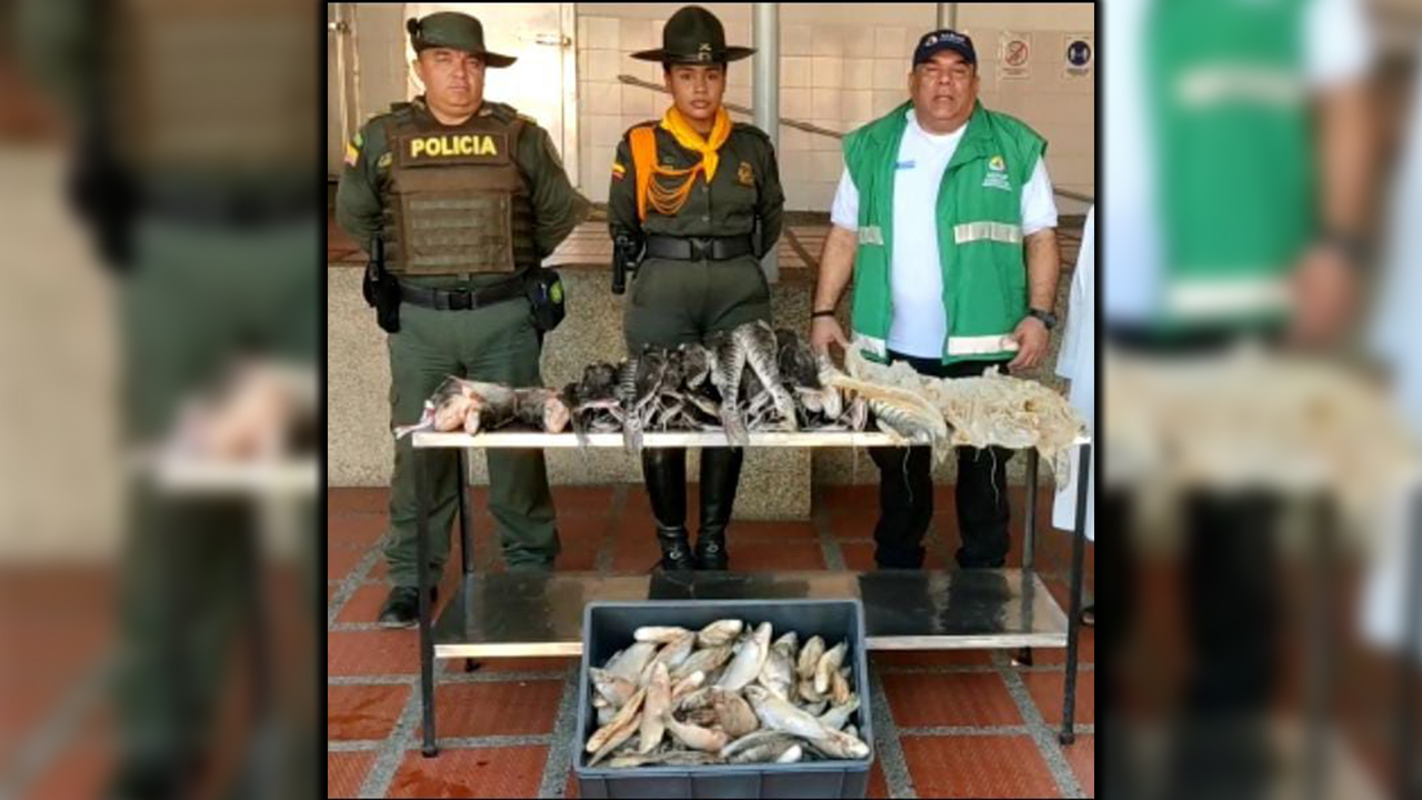 Siguen las incautaciones de pescado en ‘mal estado’ durante Semana Santa