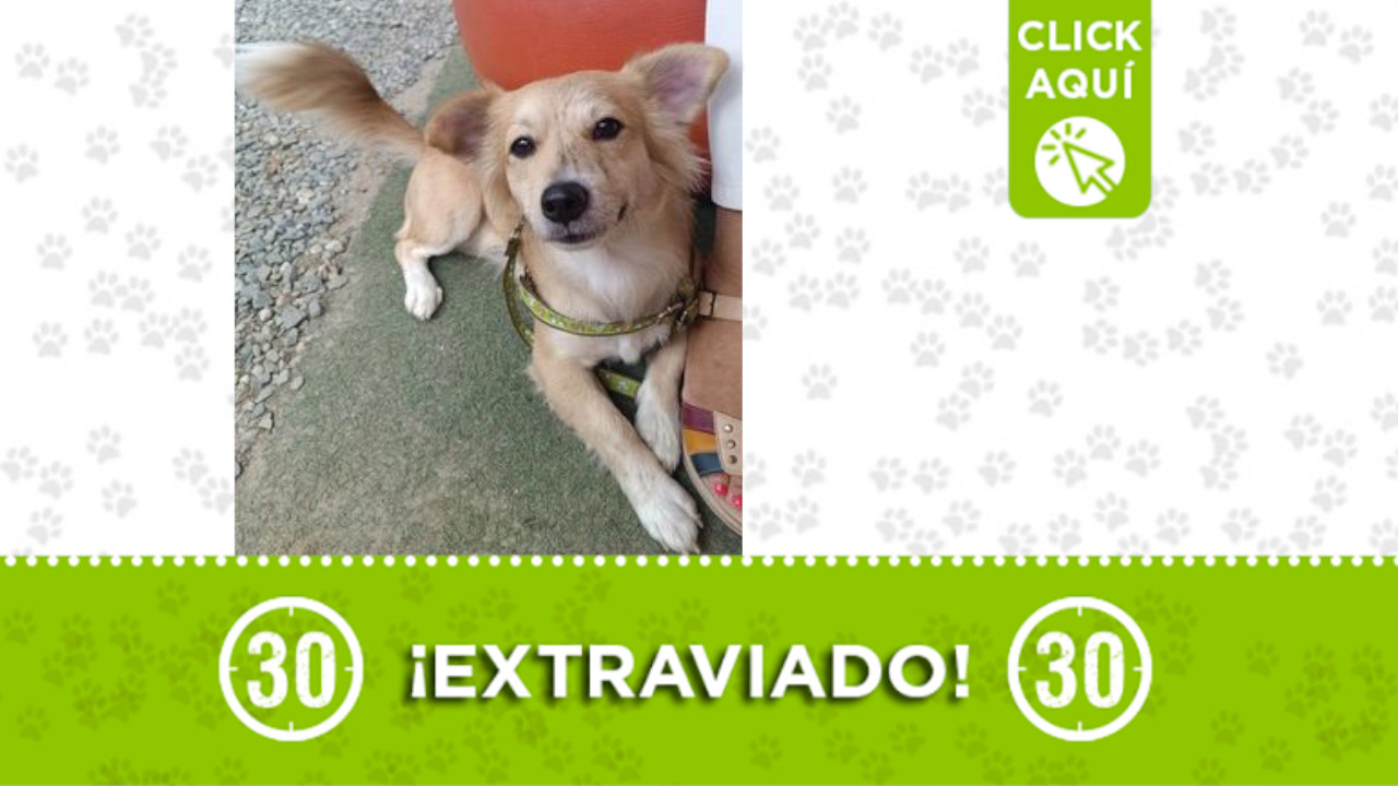 ¿Lo ha visto? 'Simba', se extravió en Bello